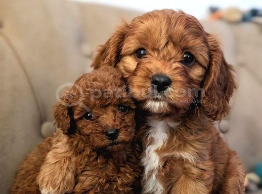 Ev Üretimi A Kalite Poodle Bebekler görsel