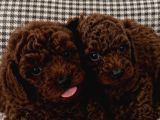 Ev Üretimi A Kalite Poodle Bebekler