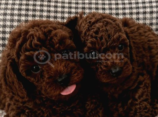 Ev Üretimi A Kalite Poodle Bebekler görsel