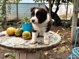 Erkek Border Colli̇e Kizil Beyaz
