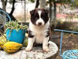Erkek Border Colli̇e Kizil Beyaz
