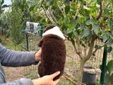 Erkek Border Colli̇e Kizil Beyaz