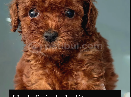 Toy Poodle
