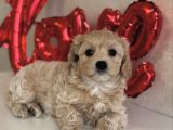 Tombi̇k Malti̇poo Yavrular