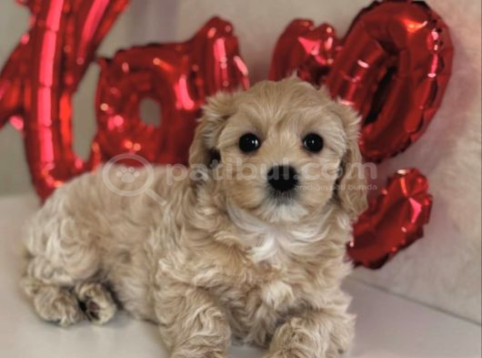 Tombi̇k Malti̇poo Yavrular