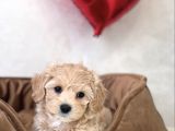 Tombi̇k Malti̇poo Yavrular