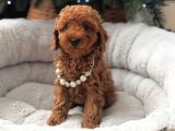 Sevimli Toy Poodle Bebekler