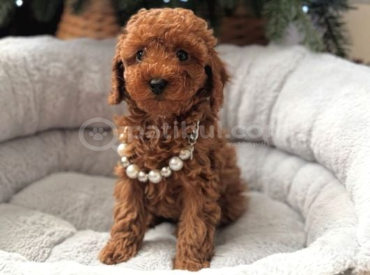 sevimli Toy Poodle Bebekler