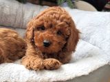 Sevimli Toy Poodle Bebekler
