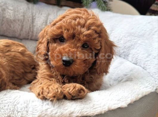 Sevimli Toy Poodle Bebekler görsel