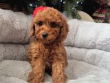 Sevimli Toy Poodle Bebekler