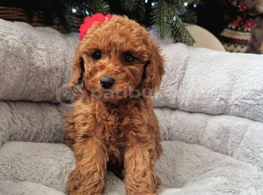 Sevimli Toy Poodle Bebekler görsel