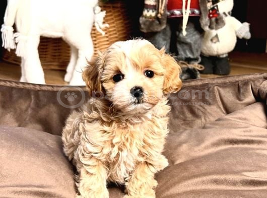 SEVİMLİ MALTİPOO YAVRULAR
