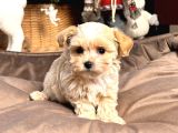 Sevi̇mli̇ Malti̇poo Yavrular