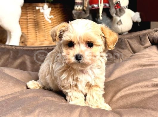 Sevi̇mli̇ Malti̇poo Yavrular görsel