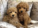 Apri̇cot Toy Poodle Yavrular