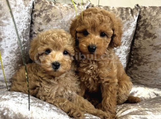 APRİCOT TOY POODLE YAVRULAR