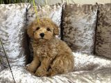 Apri̇cot Toy Poodle Yavrular