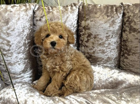 Apri̇cot Toy Poodle Yavrular görsel