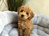 Kivir Kivir Safkan Toy Poodle Yavrular