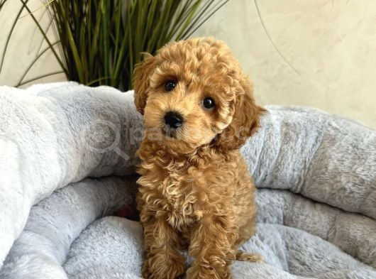 KIVIR KIVIR SAFKAN TOY POODLE YAVRULAR