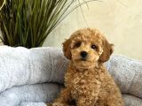 Kivir Kivir Safkan Toy Poodle Yavrular
