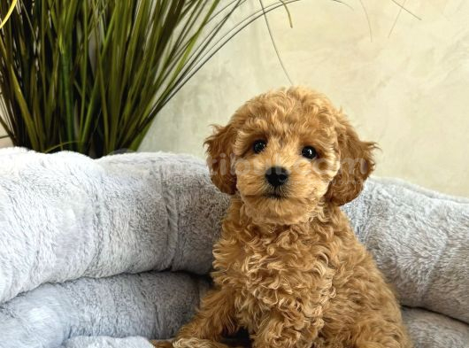 Kivir Kivir Safkan Toy Poodle Yavrular görsel