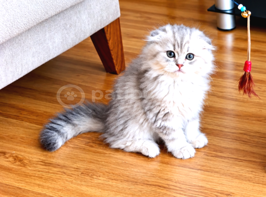 Üst sekment golden ay 11 longhair