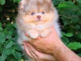 Sadece Sizde Olacak Pomeranian Boo Nadir Renk