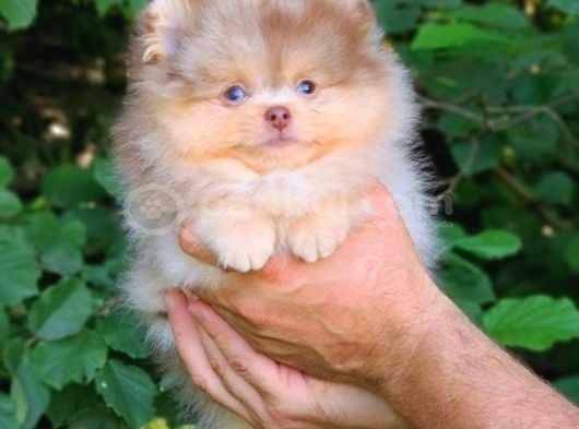 Sadece Sizde Olacak Pomeranian Boo Nadir Renk