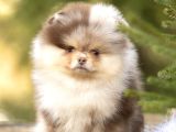 Sadece Sizde Olacak Pomeranian Boo Nadir Renk
