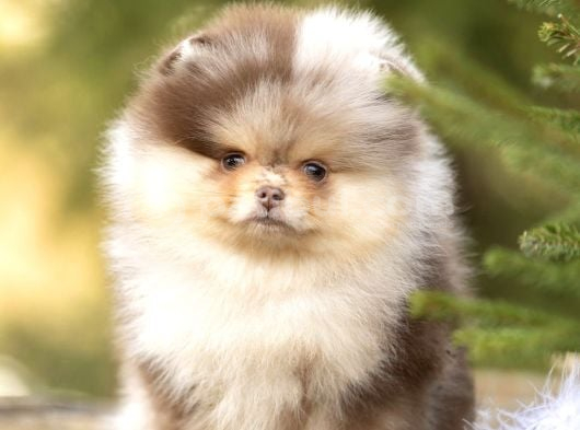 Sadece Sizde Olacak Pomeranian Boo Nadir Renk görsel