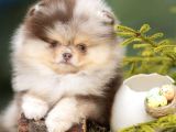 Sadece Sizde Olacak Pomeranian Boo Nadir Renk