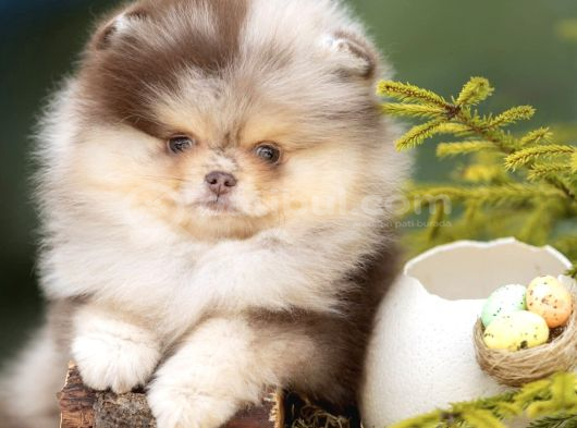 Sadece Sizde Olacak Pomeranian Boo Nadir Renk görsel