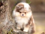 Sadece Sizde Olacak Pomeranian Boo Nadir Renk