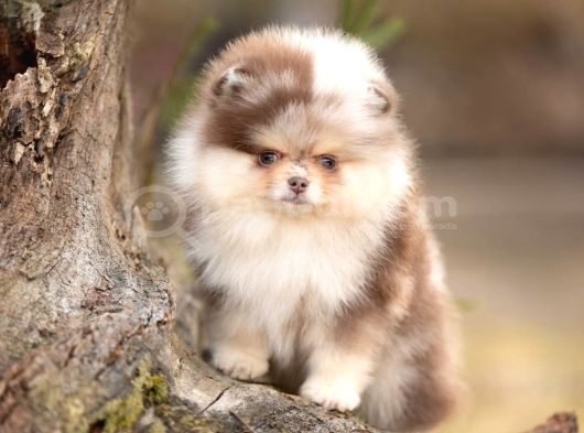 Sadece Sizde Olacak Pomeranian Boo Nadir Renk görsel