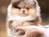 Sadece Sizde Olacak Pomeranian Boo Nadir Renk