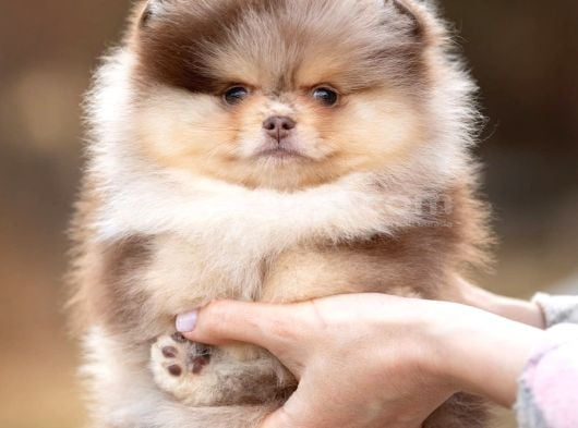 Sadece Sizde Olacak Pomeranian Boo Nadir Renk görsel