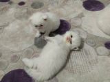 Dünyalar Güzeli Golden Ve Beyaz Yavrularım