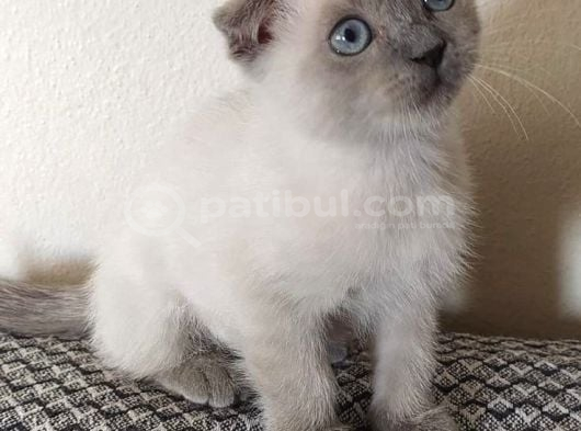Beyaz Ve Golden Eğik Kulaklı Tatlı Yavrularım görsel