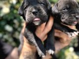 Efsane Irk Garantili Muhteşem Cane Corso Yavrularım
