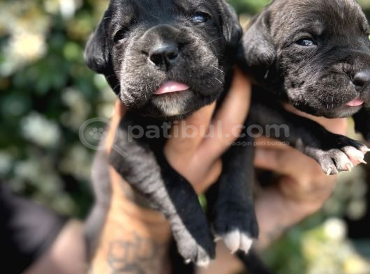 Efsane Irk Garantili Muhteşem Cane Corso Yavrularım görsel
