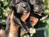 Efsane ırk garantili Muhteşem cane corso yavrularım