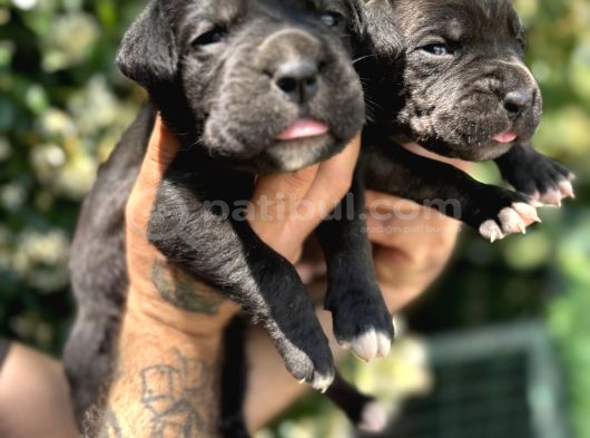 Efsane ırk garantili Muhteşem cane corso yavrularım