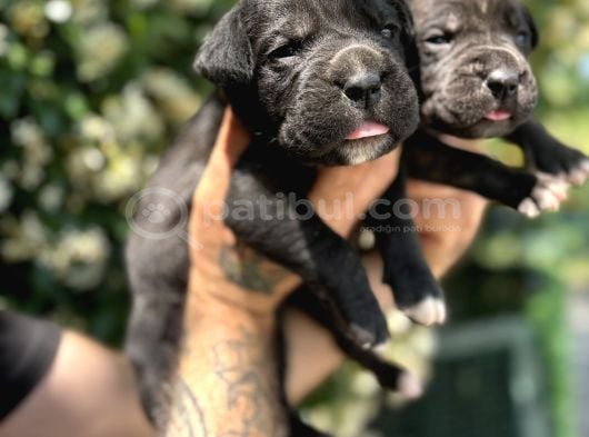Efsane Irk Garantili Muhteşem Cane Corso Yavrularım görsel