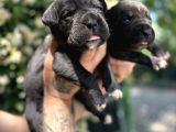 Efsane Irk Garantili Muhteşem Cane Corso Yavrularım