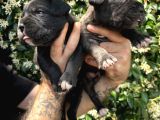 Efsane Irk Garantili Muhteşem Cane Corso Yavrularım