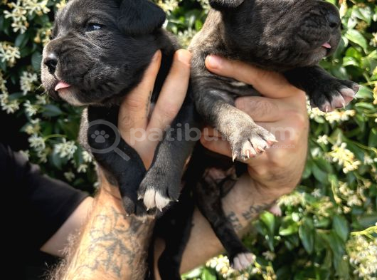 Efsane Irk Garantili Muhteşem Cane Corso Yavrularım görsel
