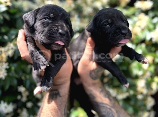 Efsane Irk Garantili Muhteşem Cane Corso Yavrularım görsel