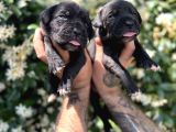 Efsane Irk Garantili Muhteşem Cane Corso Yavrularım